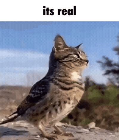 Cat Standing Next To Bird With Cat Head GIF