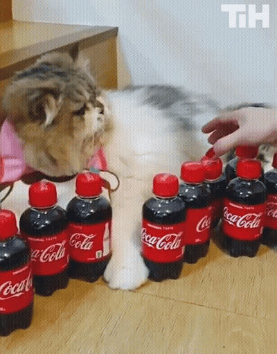 Cat Standing Next To Coca Cola Bottles GIF