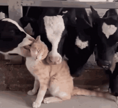 Cat Standing Next To Cow In Barn GIF