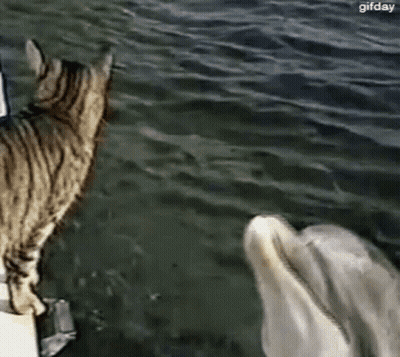 Cat Standing Next To Dolphin In Water GIF