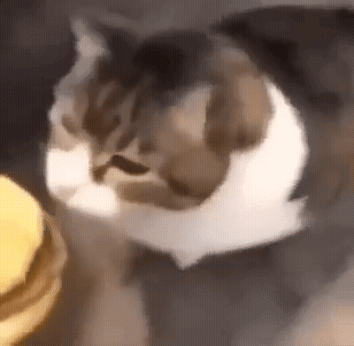 Cat Standing Next To Hamburger Looking At Camera GIF