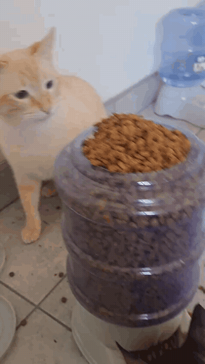 Cat Standing Next To Large Cat Food Container GIF