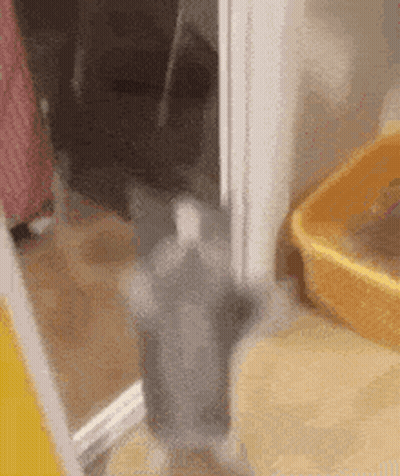 Cat Standing Next To Litter Box GIF