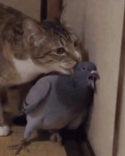 Cat Standing Next To Pigeon With Tongue Out GIF