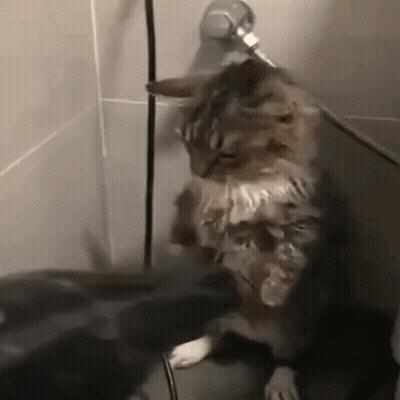 Cat Standing Next To Shower Head GIF