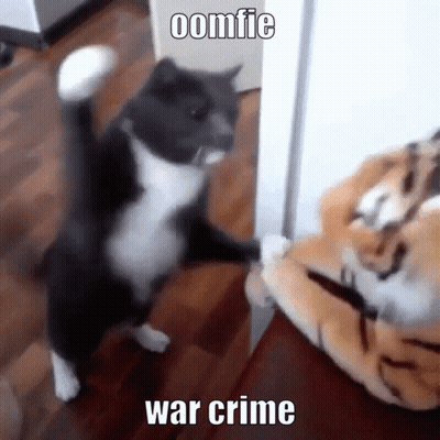 Cat Standing Next To Stuffed Animal Saying Oomfie War Crime GIF