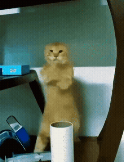Cat Standing Next To Toilet Paper GIF