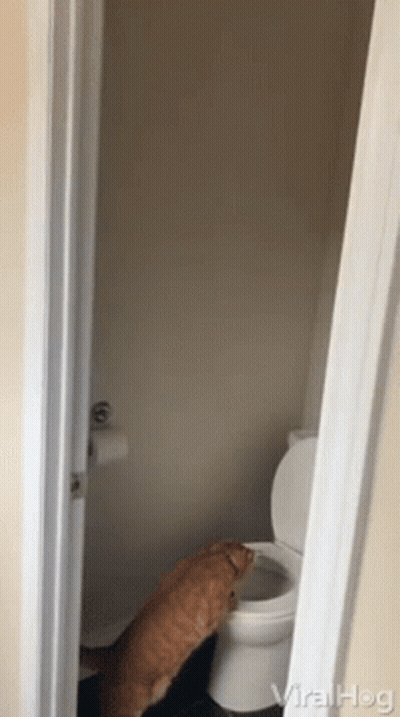 Cat Standing Next To Toilet Viralhog GIF