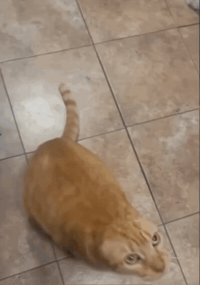 Cat Standing Next To Trash Can GIF