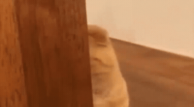 Cat Standing Next To Wooden Door GIF
