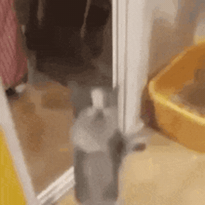 Cat Standing Next To Yellow Litter Box In Bathroom GIF