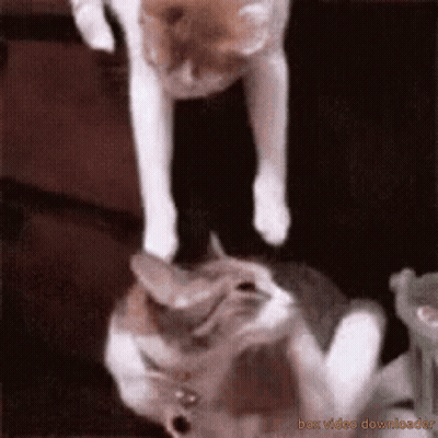 Cat Standing On Another Cat GIF