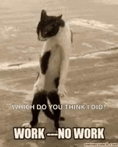Cat Standing On Beach Saying Work No Work GIF