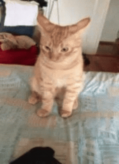 Cat Standing On Bed Looking At Camera GIF