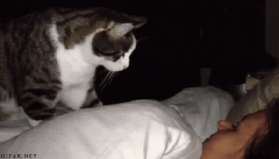 Cat Standing On Bed Next To Person GIF