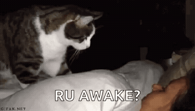 Cat Standing on Bed Next to Sleeping Person