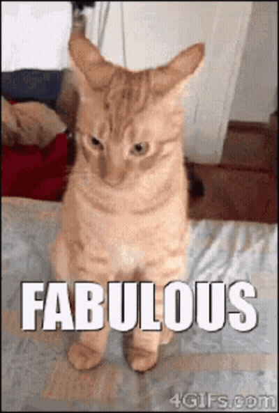 Cat Standing On Bed Saying Fabulous GIF