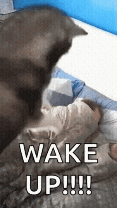 Cat Standing On Bed Saying Wake Up GIF