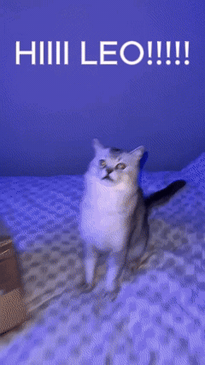 Cat Standing On Bed With Leo GIF
