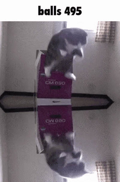 Cat Standing On Box Saying CM090 GIF
