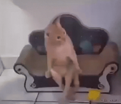 Cat Standing On Couch GIF