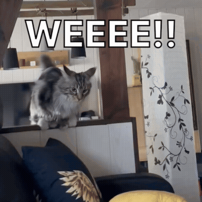 Cat Standing On Couch Weeeee GIF
