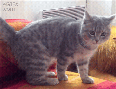 Cat Standing On Couch With 4Gifs.com Watermark GIF