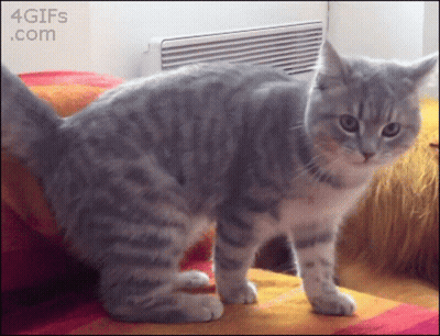 Cat Standing On Couch With 4Gifs Watermark GIF