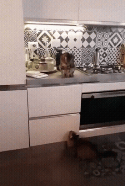 Cat Standing On Counter Beside Dog GIF