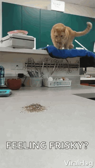 Cat Standing On Counter Feeling Frisky GIF