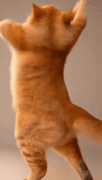 Cat Standing On Hind Legs Arms Up GIF