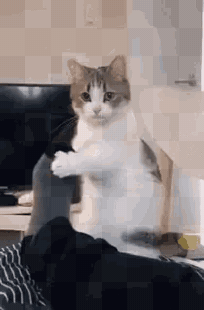 Cat Standing On Hind Legs Beside Person GIF
