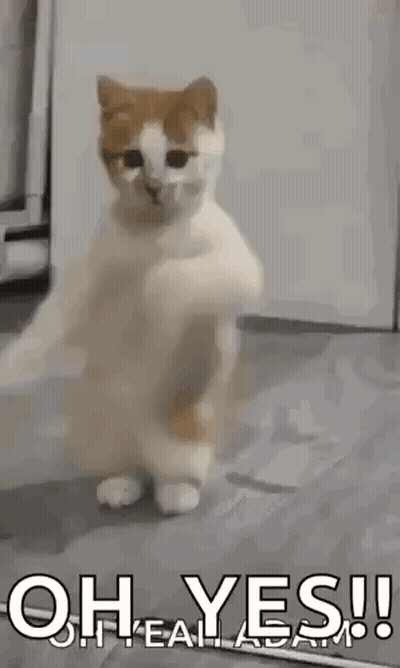 Cat Standing On Hind Legs GIF
