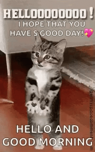 Cat Standing On Hind Legs Good Morning GIF