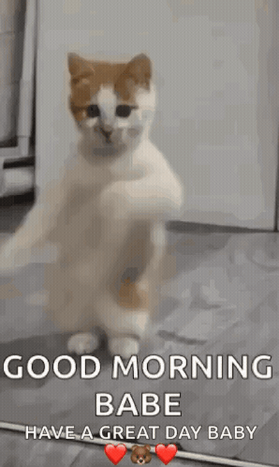 Cat Standing On Hind Legs Good Morning Babe Have A Great Day Baby GIF