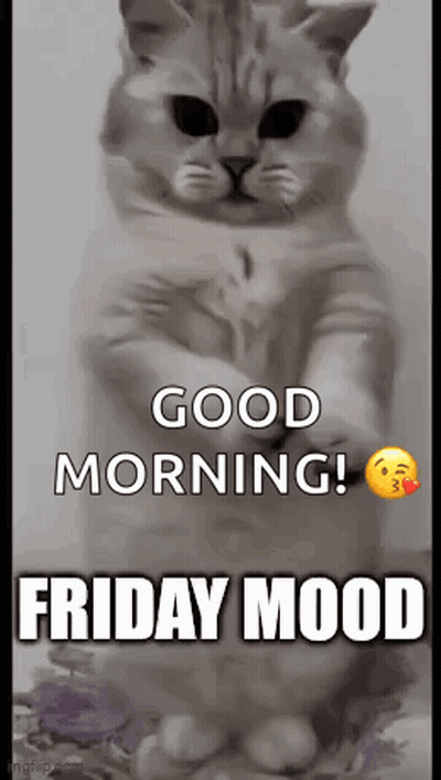 Cat Standing On Hind Legs Good Morning Friday Mood GIF