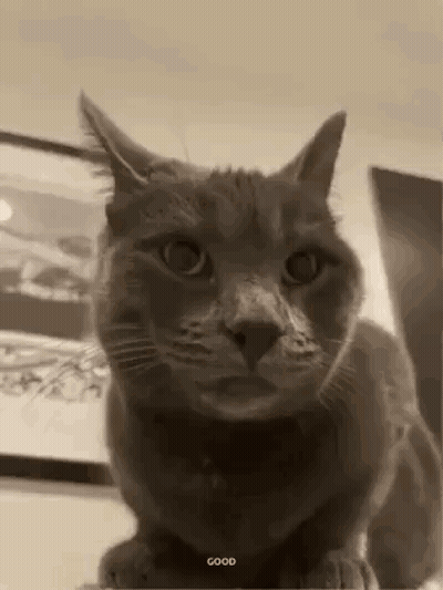 Cat Standing On Hind Legs In Black And White GIF