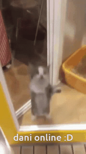 Cat Standing On Hind Legs In Doorway Next To Yellow Litter Box GIF