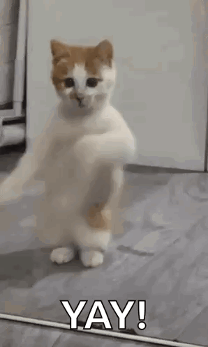 Cat Standing On Hind Legs In Front Of Mirror Saying Yay GIF