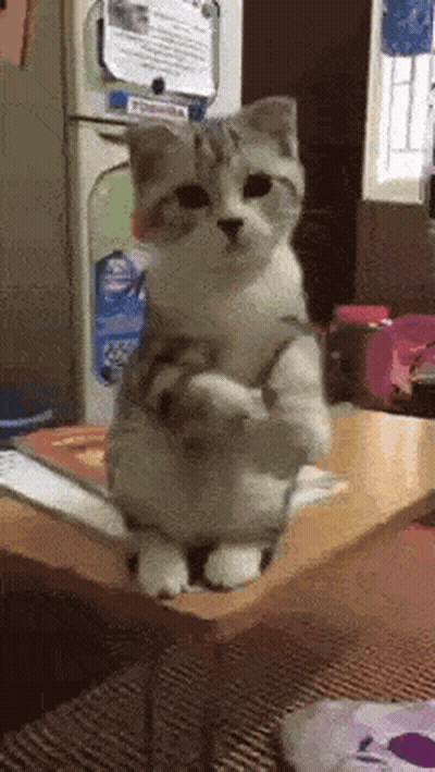 Cat Standing On Hind Legs In Front Of Refrigerator GIF