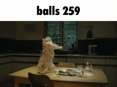 Cat Standing On Hind Legs In Front Of Table With Balls 259 GIF