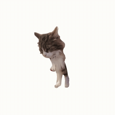 Cat Standing On Hind Legs Looking At Camera GIF
