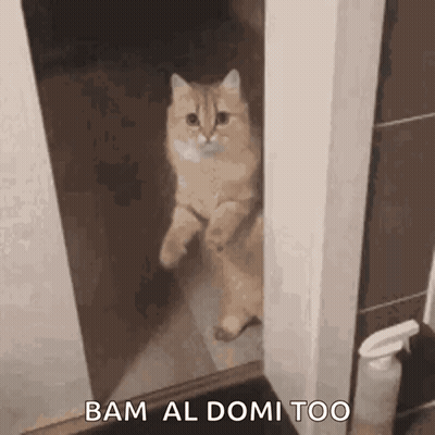 Cat Standing On Hind Legs Looking In Bathroom Mirror GIF