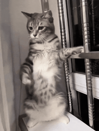 Cat Standing On Hind Legs Looking Out Window GIF