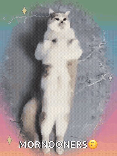 Cat Standing On Hind Legs Mornooones GIF
