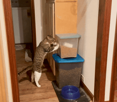 Cat Standing On Hind Legs Next To Food Container GIF