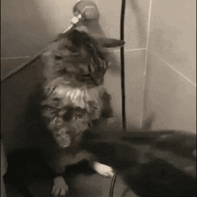 Cat Standing On Hind Legs Next To Mouse GIF