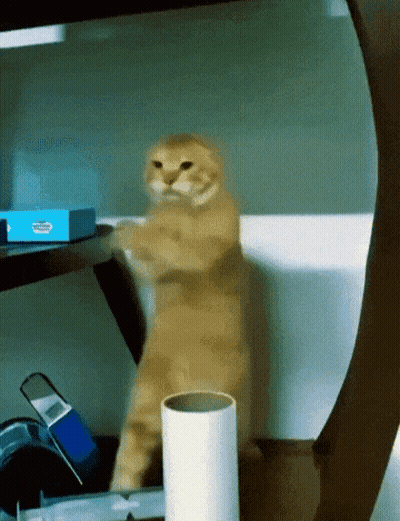 Cat Standing On Hind Legs Next To White Cylinder GIF