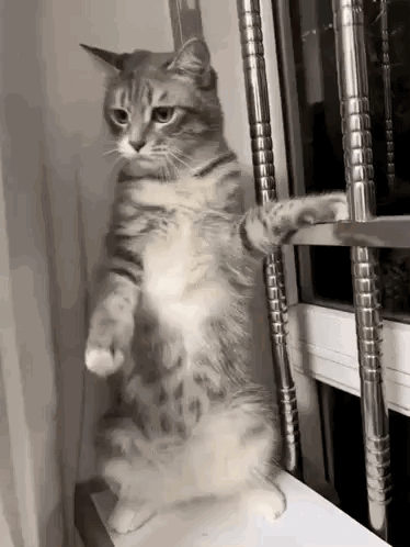 Cat Standing On Hind Legs Next To Window GIF