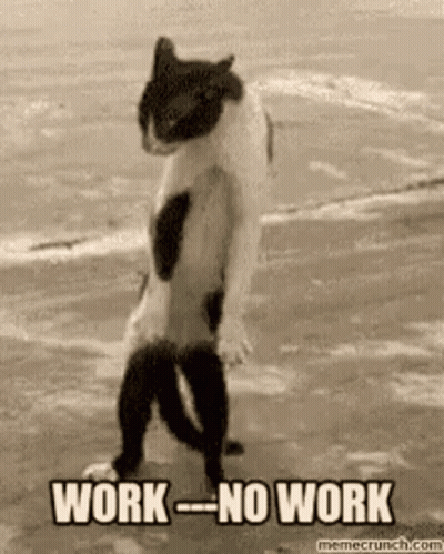 Cat Standing On Hind Legs On Beach Saying Work No Work GIF